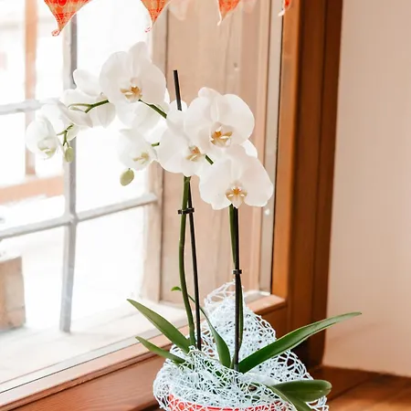 Nyaraló Boton D'or *