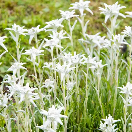 度假居 Boton D'or *