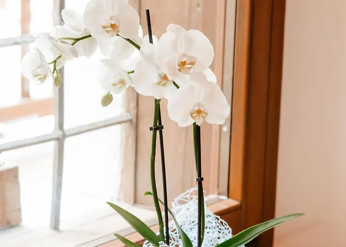 Vakantiehuis Boton D'or *