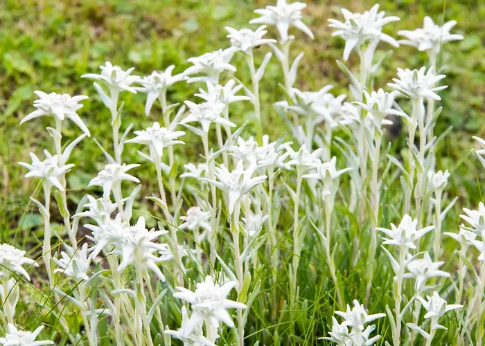 Semesterbostad Boton D'or *